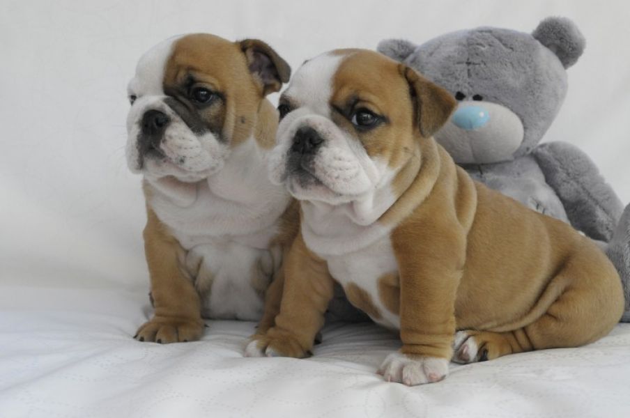 Regalo Bulldog inglese cuccioli disponibili