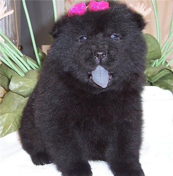 Regalo Cuccioli di chow chow  in pronta consegna i cuccioli verranno Dato dopo 90 giorni dalla nasci