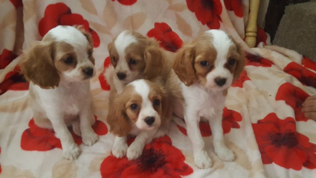 Cuccioli di cavalier king disponibili