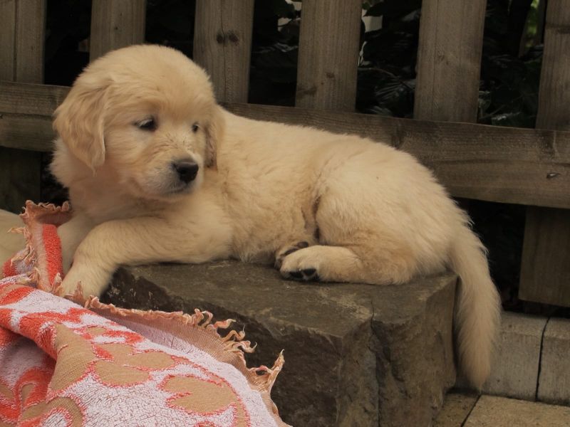 Affidabile, amichevole e intelligente cuccioli di Golden Retriever 