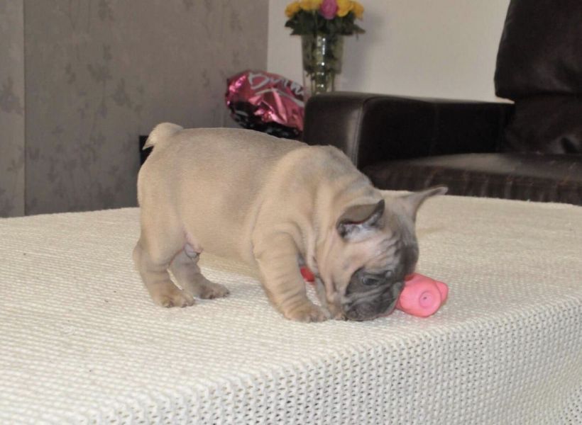 Bouledogue francesi