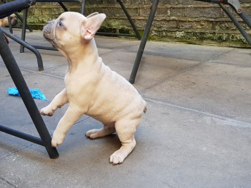 REGALO Cuccioli di Bulldog Francese