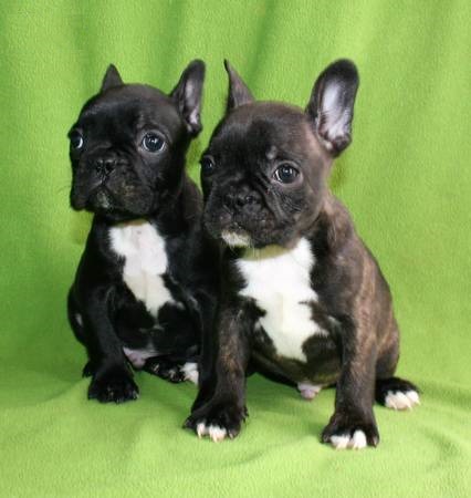 REGALO Bulldog francese blu bianco femmina e maschio