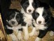 Border Collie: magnifici cuccioli disponibili  Border Collie: magnifici cuccioli disponibili