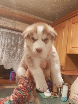 Regalo Cuccioli Siberian Husky 