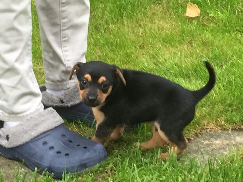 Cuccioli di ROTTWEILER   ( per regalo )