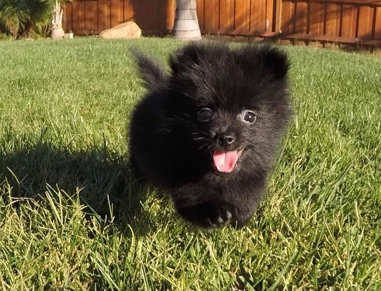 Offriamo ottimi cuccioli di Volpino di Pomerania 2 Maschietti e 1 Femminucce, 