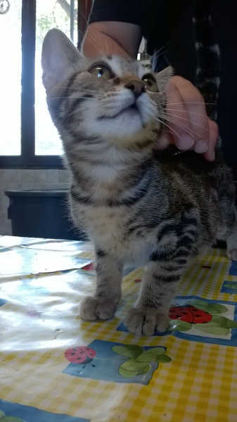 Gattini tigrati in cerca di casa