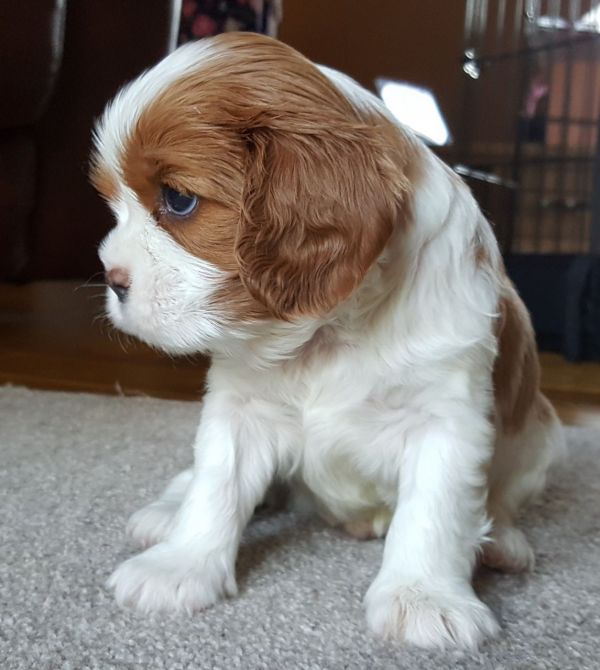 Cuccioli di cavalier king disponibili