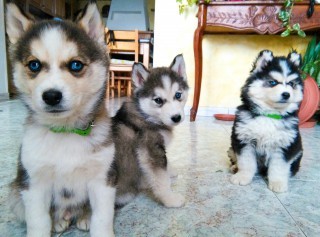 3 bellissimi e purissimi cuccioli di Husky+pedigree+passaporto+libretto sanitario+microchip
