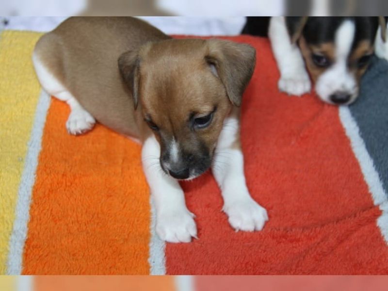 Regalo Jack Russell Terrier