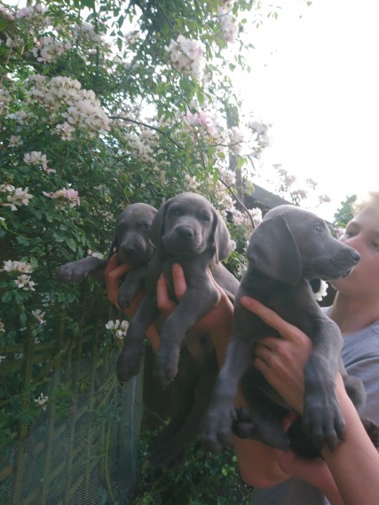 REGALO Cuccioli di Weimaraner