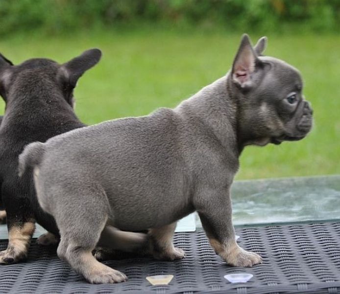 Adorabili cuccioli di Bulldog Francese femminucce e maschietti disponibili per l'adozione