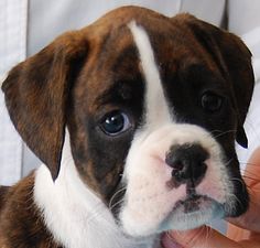 Adorabili cuccioli di boxer femminucce e maschietti disponibili per l'adozione gratuita i cuccioli s