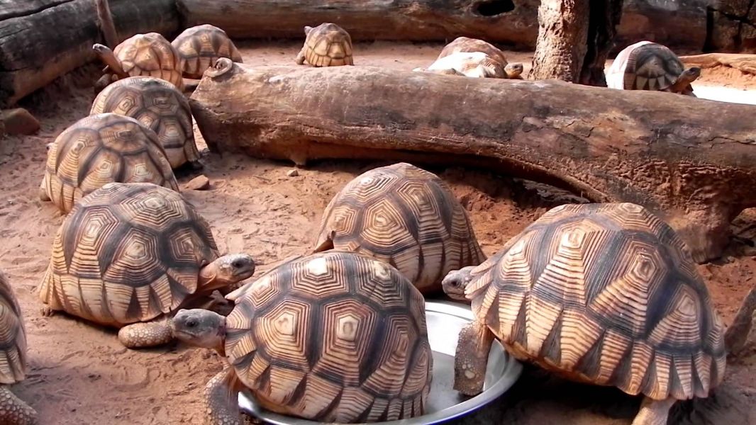 Sano tartaruga radiata Geochelone   (T. hermanni boettgeri)  (T. graeca ibera  (T. marginata margina