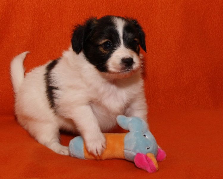 Molto bella e sani cuccioli di papillon per adozione maschi e femmine disponibili (gratis) 