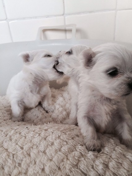 Cuccioli di Labrador in vendita