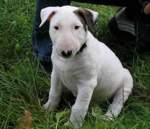  cuccioli di bull terrier  per adozione ( maschio e femmina )