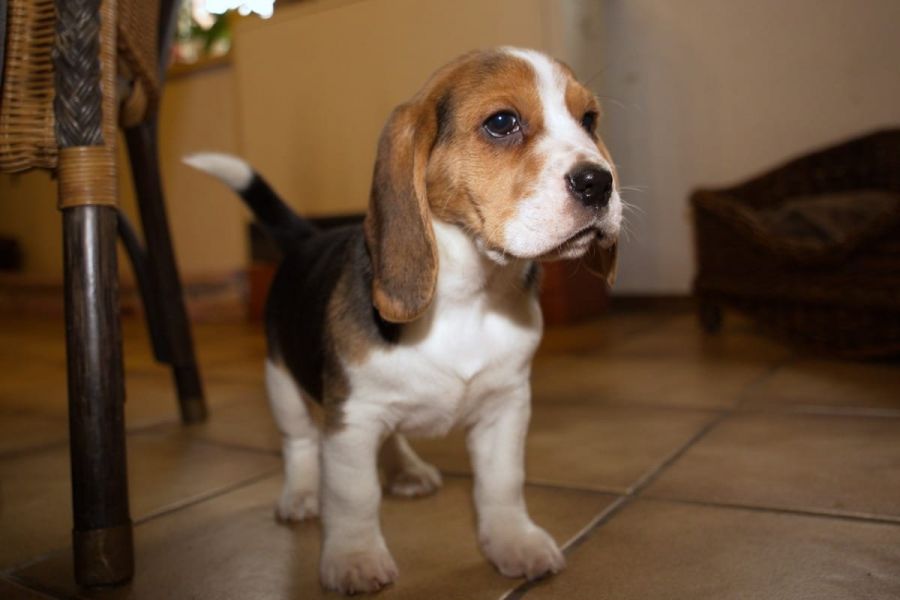 Cuccioli di beagle  ( per regalo )
