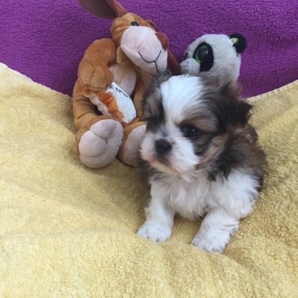 Molto bella e sani cuccioli di shih tzu per adozione maschi e femmine disponibili (gratis)