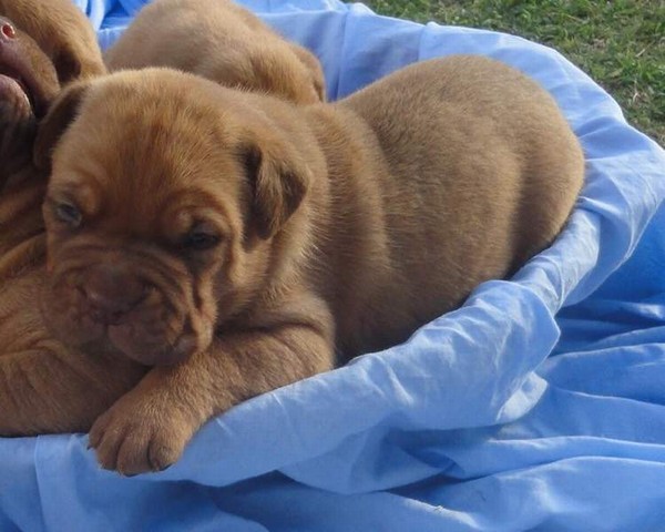 Cucciolata selezionata dogue de Bordeaux