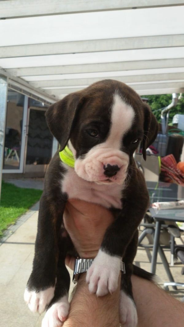  cuccioli di Boxer per adozione ( regalo  )