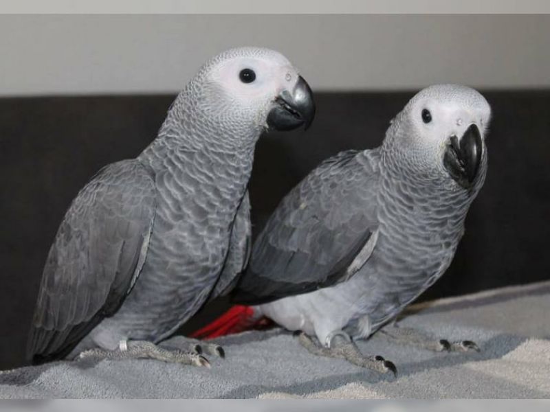 Cenerini pappagalli  per l'adozione  maschio  e pappagalli femminili.
