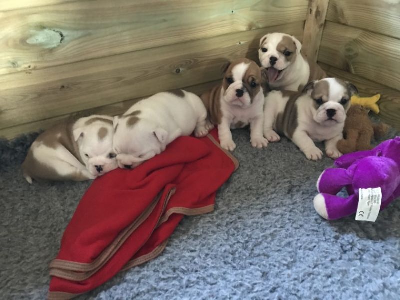 Regalo Bulldog inglese cuccioli disponibili