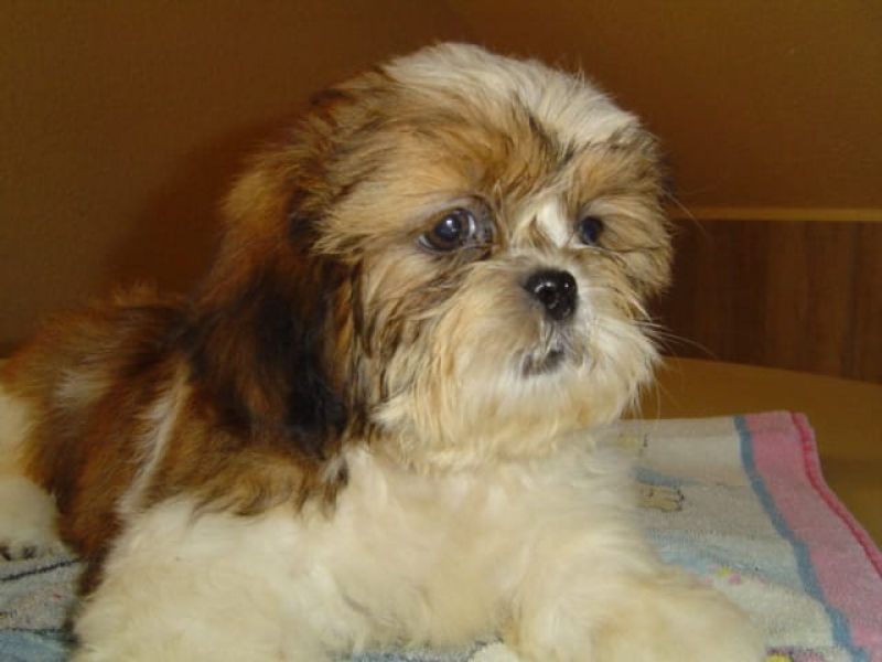  cuccioli di shih tzu per adozione ( regalo  )