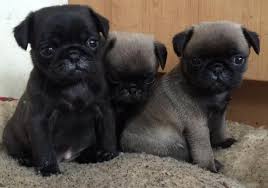 REGALO disponibile splendidi cuccioli di carlino 