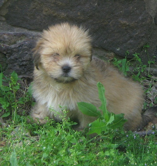 Regalo cuccioli di LHASA Apso