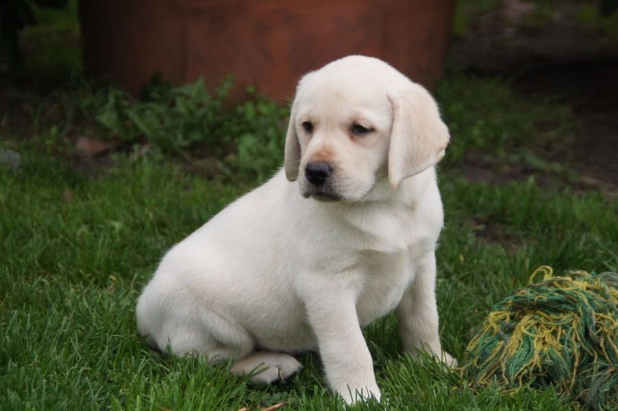  cuccioli di labrador  per adozione ( regalo  )