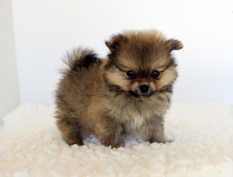 Regalo Cuccioli di volpino di pomerania