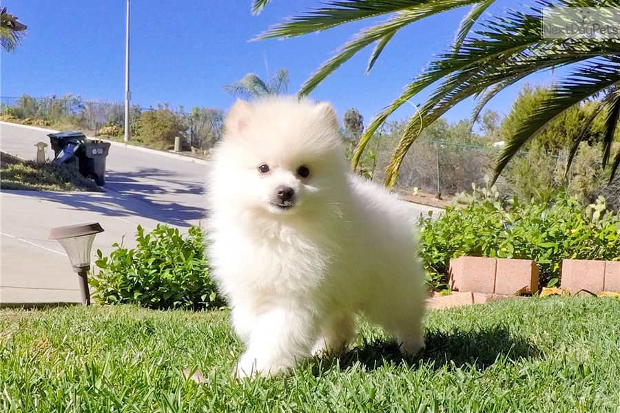  cuccioli di volpino pomeranian  per adozione ( maschio e femmina )
