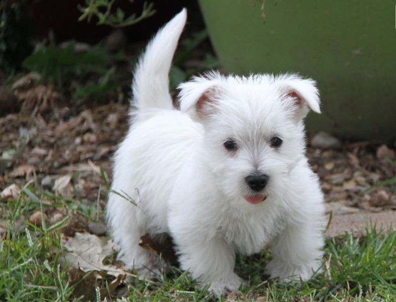  Regalo adorabili cuccioli West highland terrier bianco