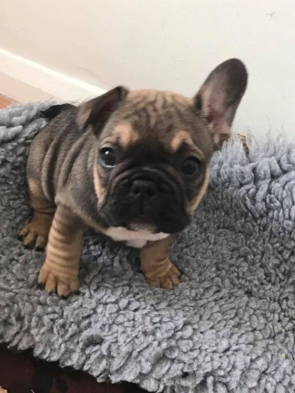  cuccioli di Bulldog Francese  ( Gratis )