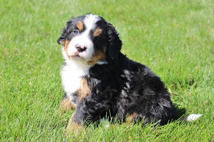 Regalo belissimi cuccioli bovaro del bernese