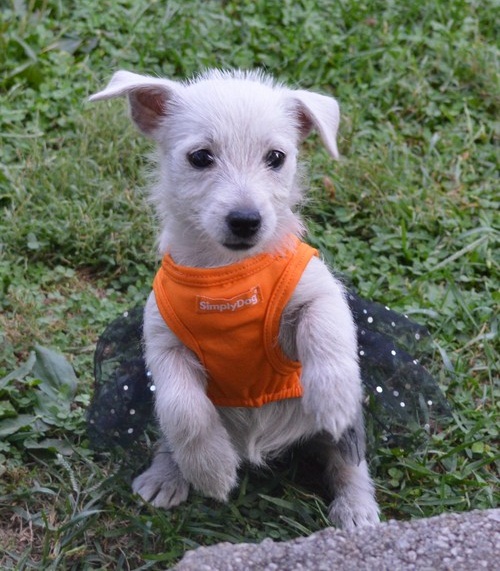 Regalo adorabili cuccioli  West highland terrier bianco femminucce e maschietti disponibili