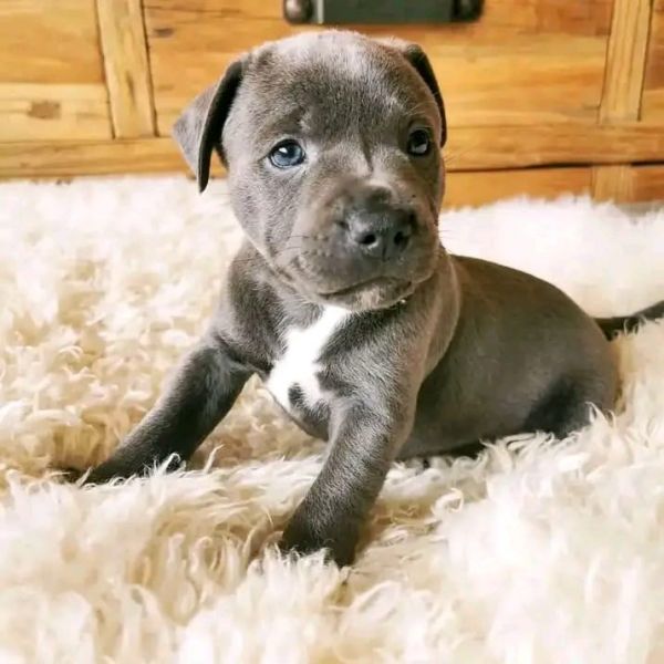 Cuccioli di American Pit Bull con pedigree