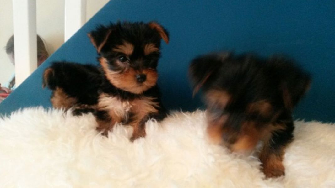 Regalo Abbiamo avere amorevole Yorkie cuccioli per l'Adozione