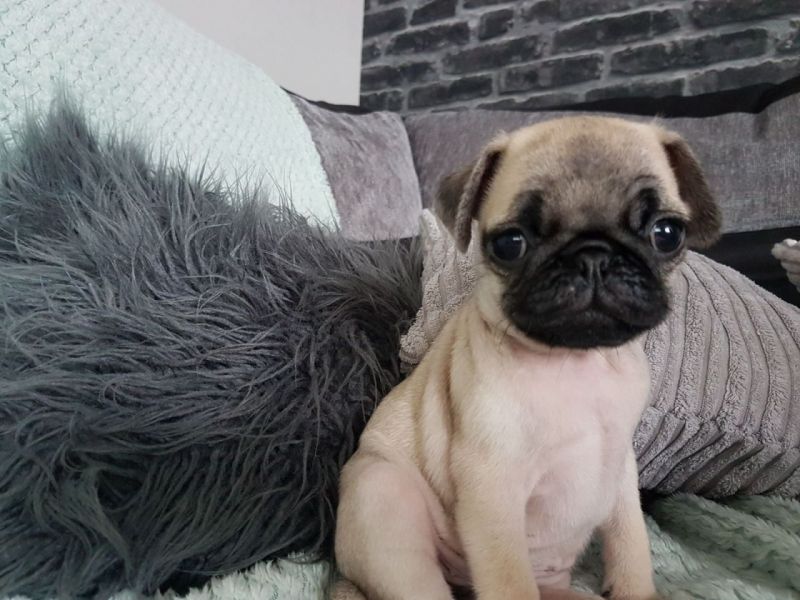 Cuccioli carlino disponibili