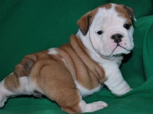 Adorabili cuccioli di bulldog inglese femminucce e maschietti disponibili per l'adozione