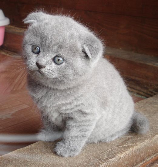 (GRATIS) Gattini scottish fold femmina e maschio