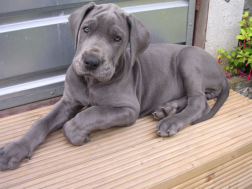 Regalo adorabili cuccioli  Alano  femminucce e maschietti disponibili