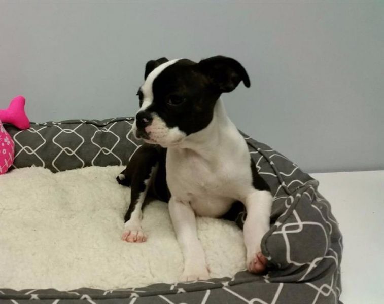 Molto bella e sani  cuccioli di boston terrier   per adozione maschi e femmine disponibili (gratis) 