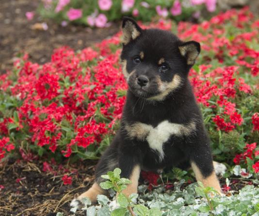 Cuccioli di shiba-inu per adozione ( regalo  )