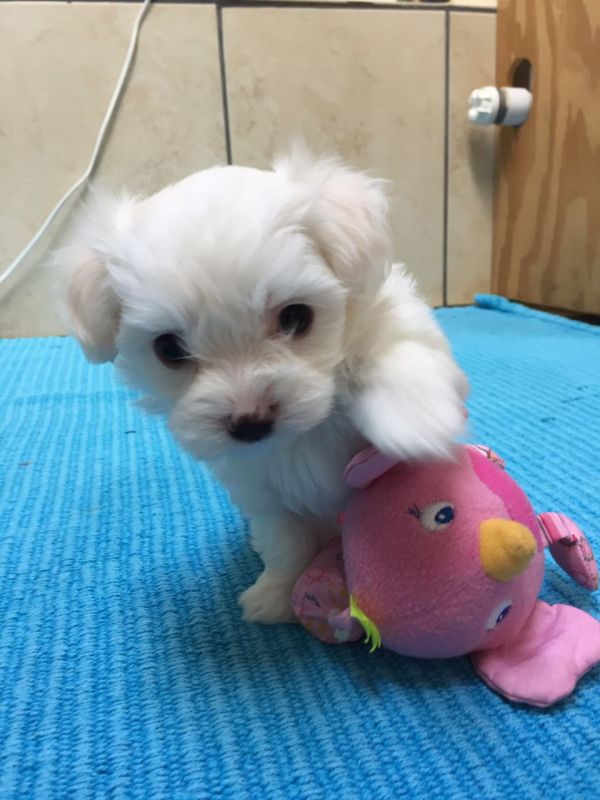 Cuccioli maltesi disponibili