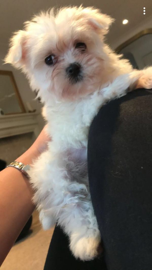 Regalo Volpini cuccioli di pomerania
