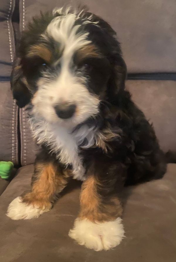   Disponibili cuccioli di Bernedoodle in miniatura