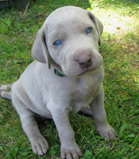 REGALO Cuccioli di Weimaraner